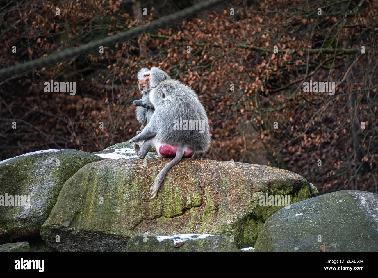 Primo piano di mani che abbracciano un albero e toglie la maschera medica di protezione, la tiene sulle dita, gode di vita, aria fresca pulita nella foresta dopo Foto Stock
