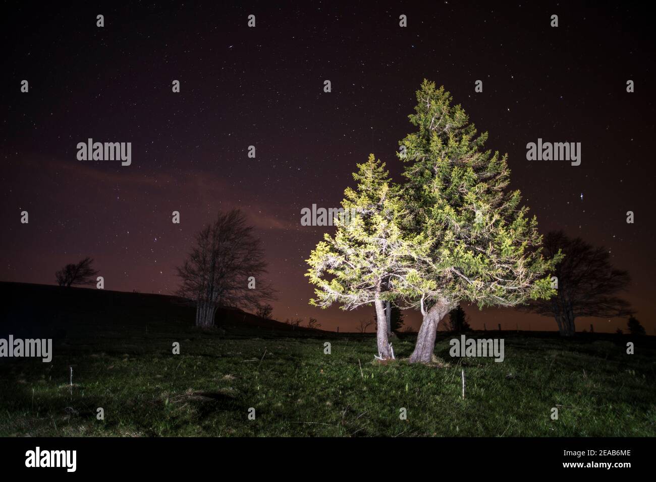 albero illuminato, di notte Foto Stock
