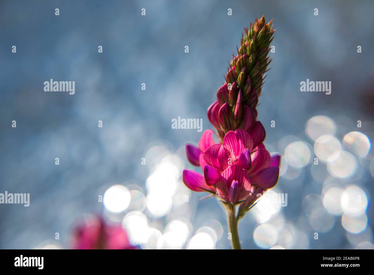 Süsslkee con effetto bokeh Foto Stock