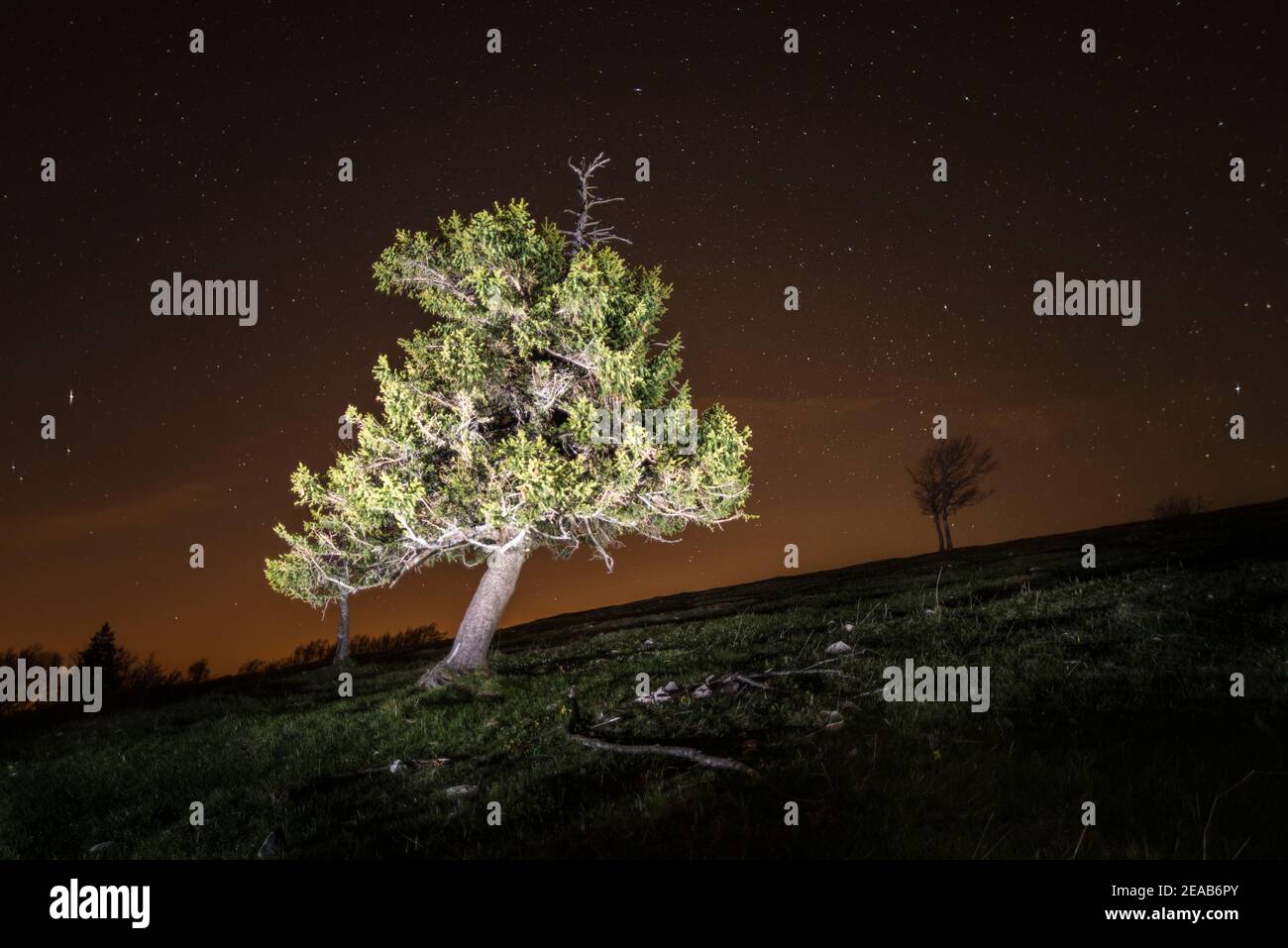 albero illuminato, di notte Foto Stock
