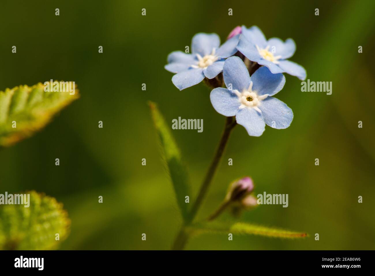 Foresta dimenticare-me-nots Foto Stock