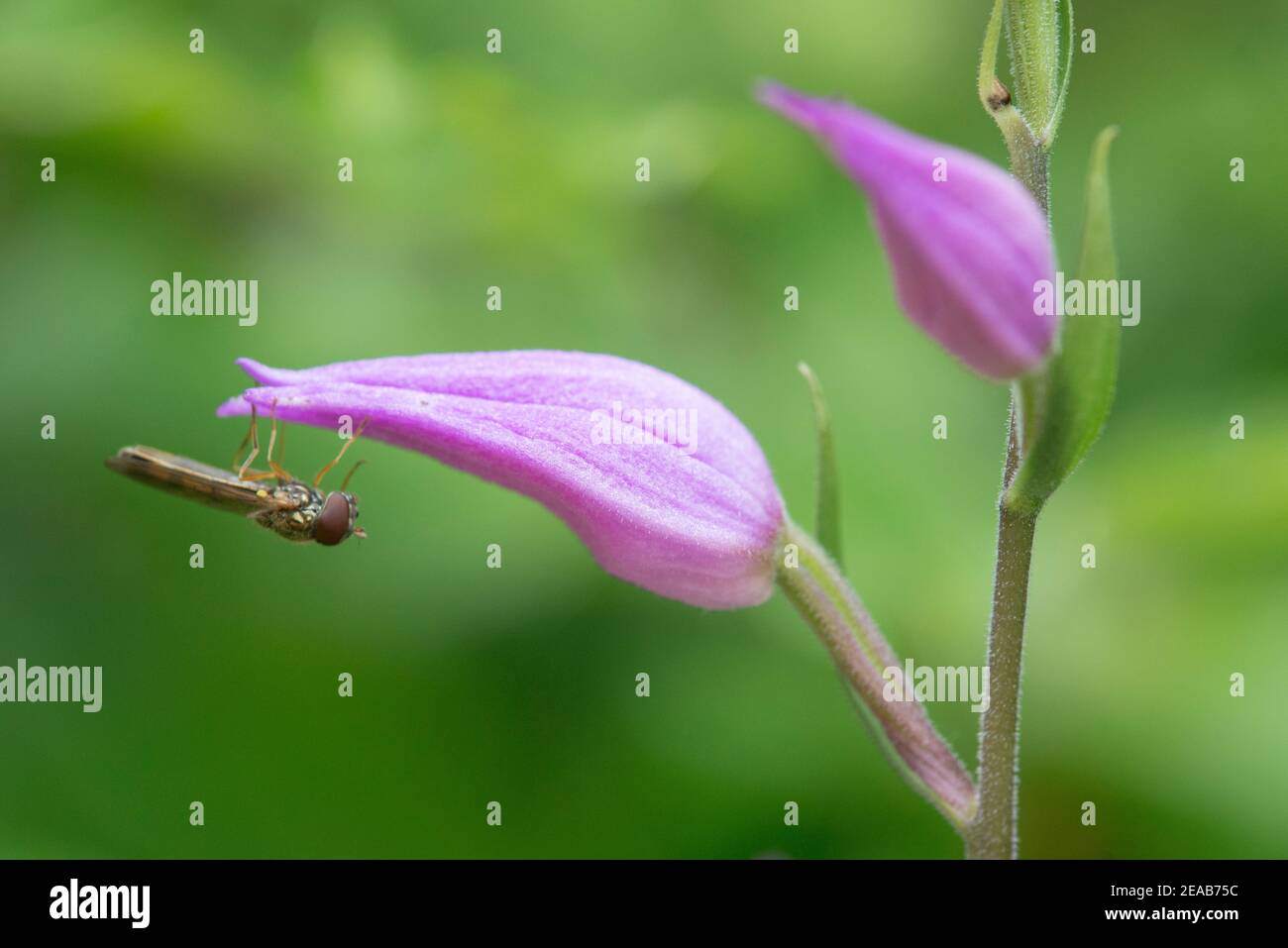 uccello della foresta rossa, orchidea nativa Foto Stock