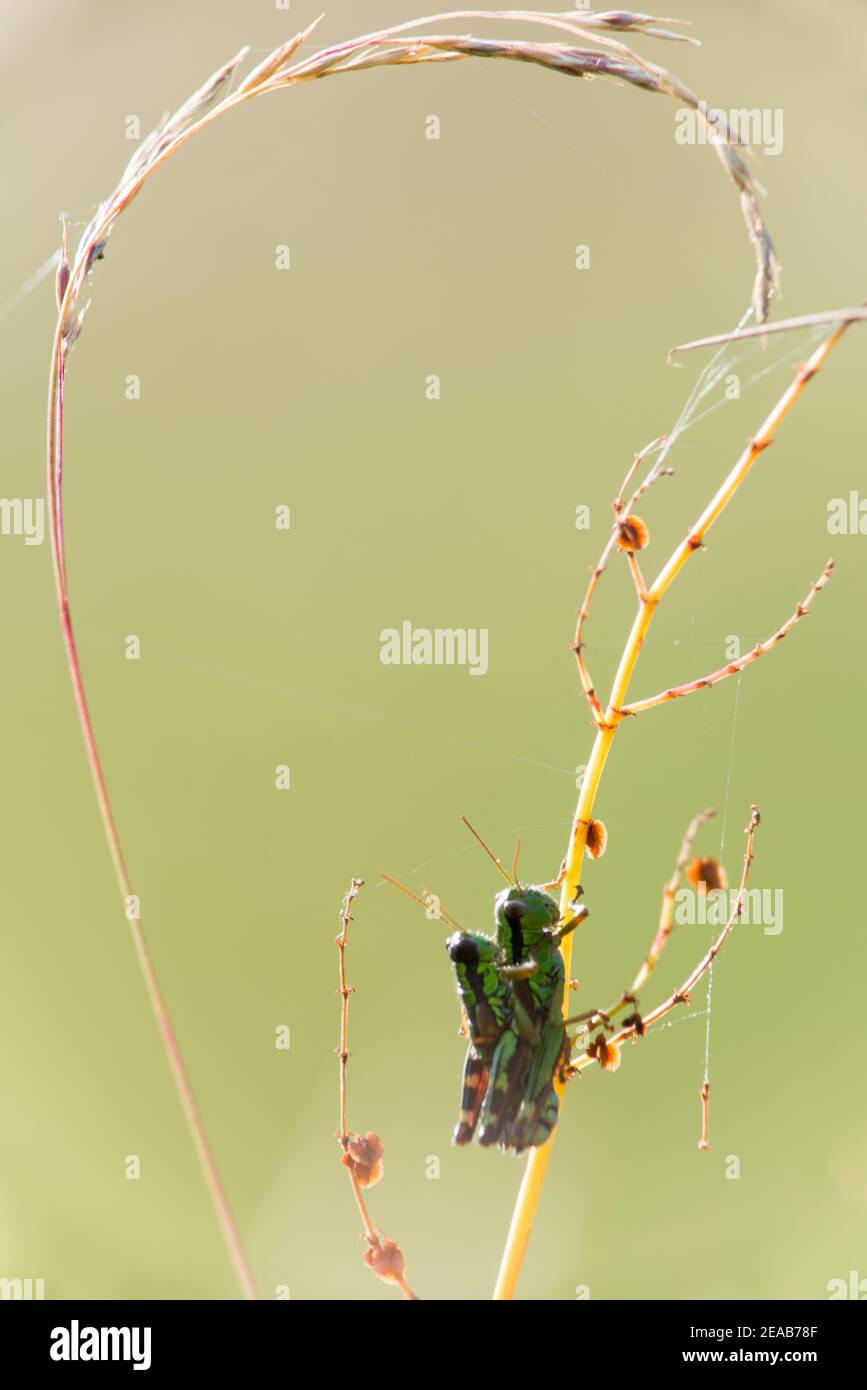 Cricket alpino di montagna Foto Stock