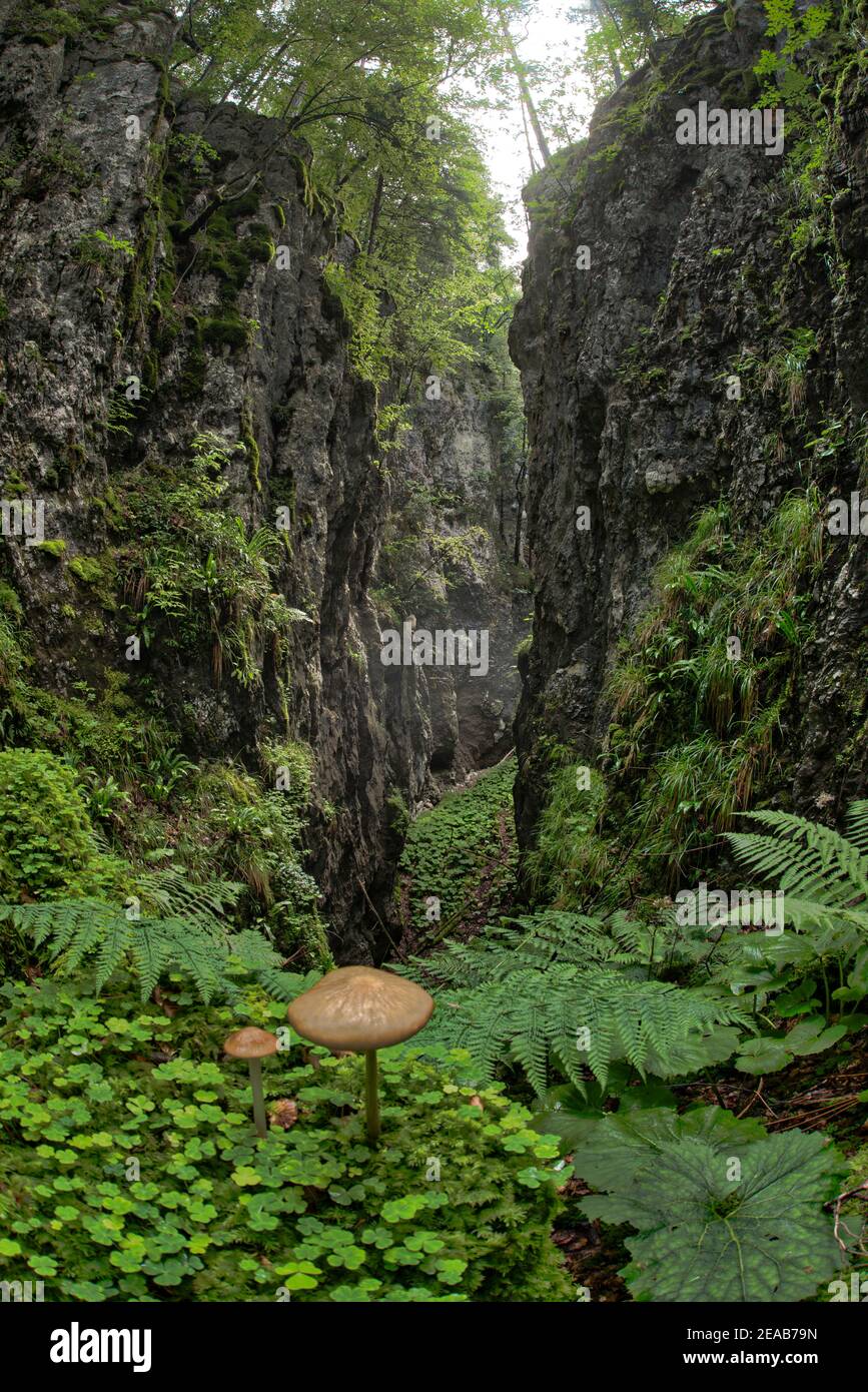 Funghi nella gola di Moospolster, Giura, Svizzera Foto Stock