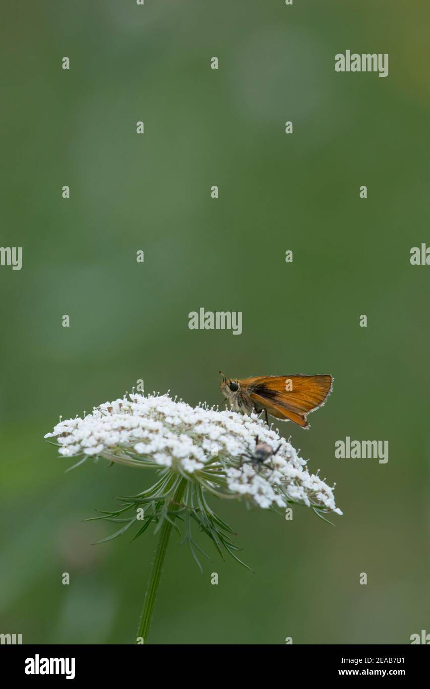 Moth su chervil Foto Stock