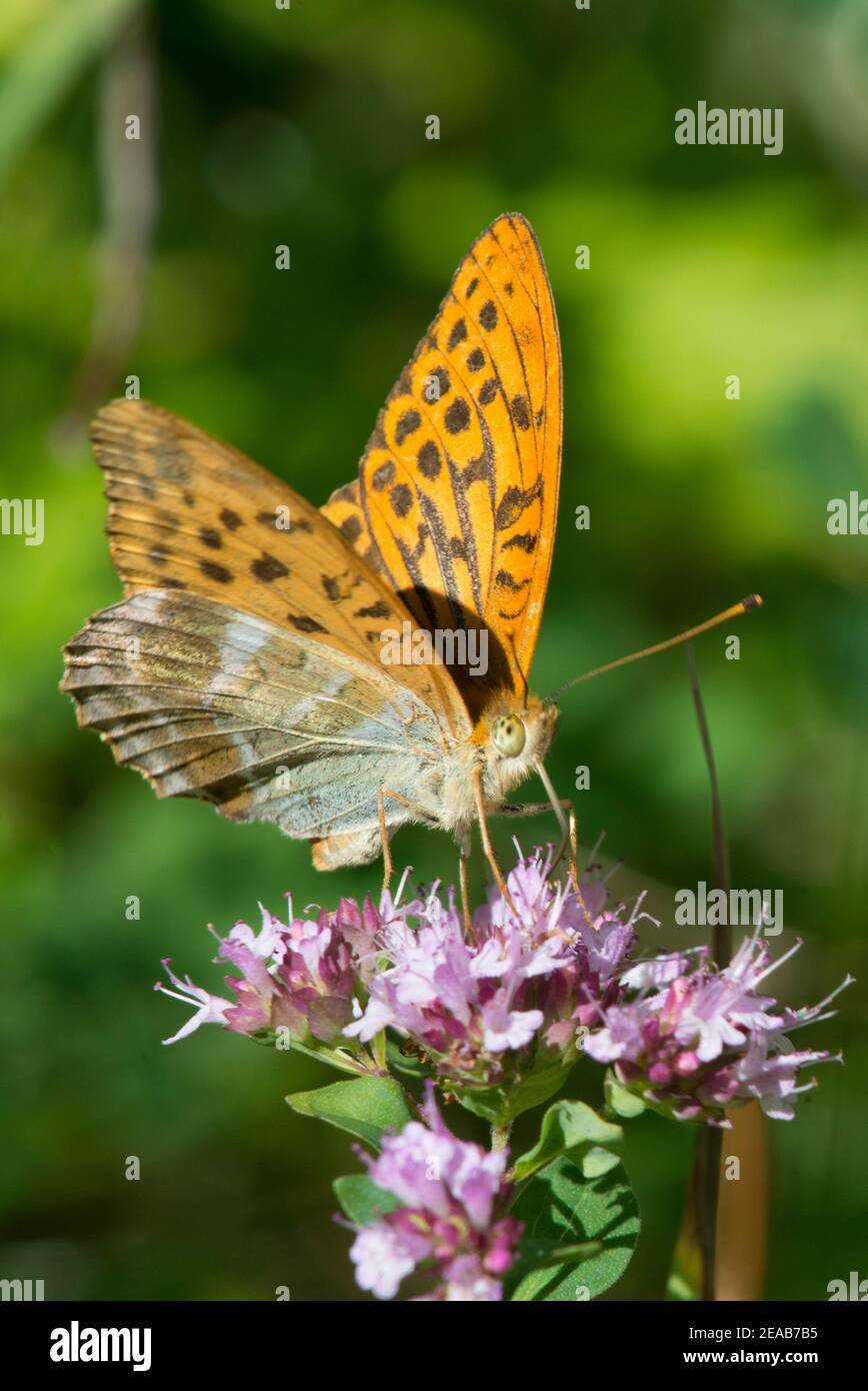 Farfalla sul fiore Foto Stock