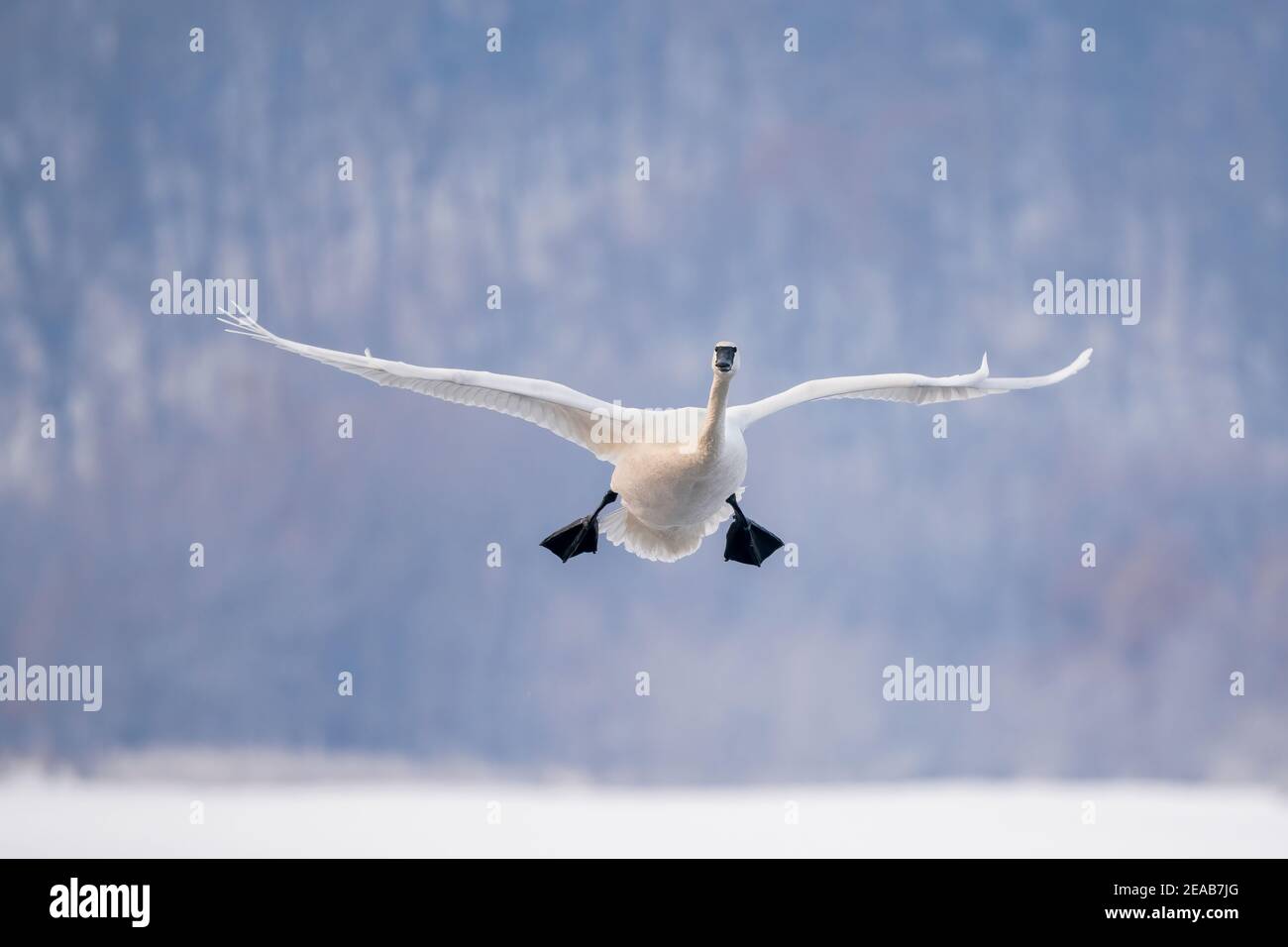 Trombeter cigno atterraggio sullo stagno, inverno, Wisconsin, USA, di Dominique Braud/Dembinsky Photo Assoc Foto Stock