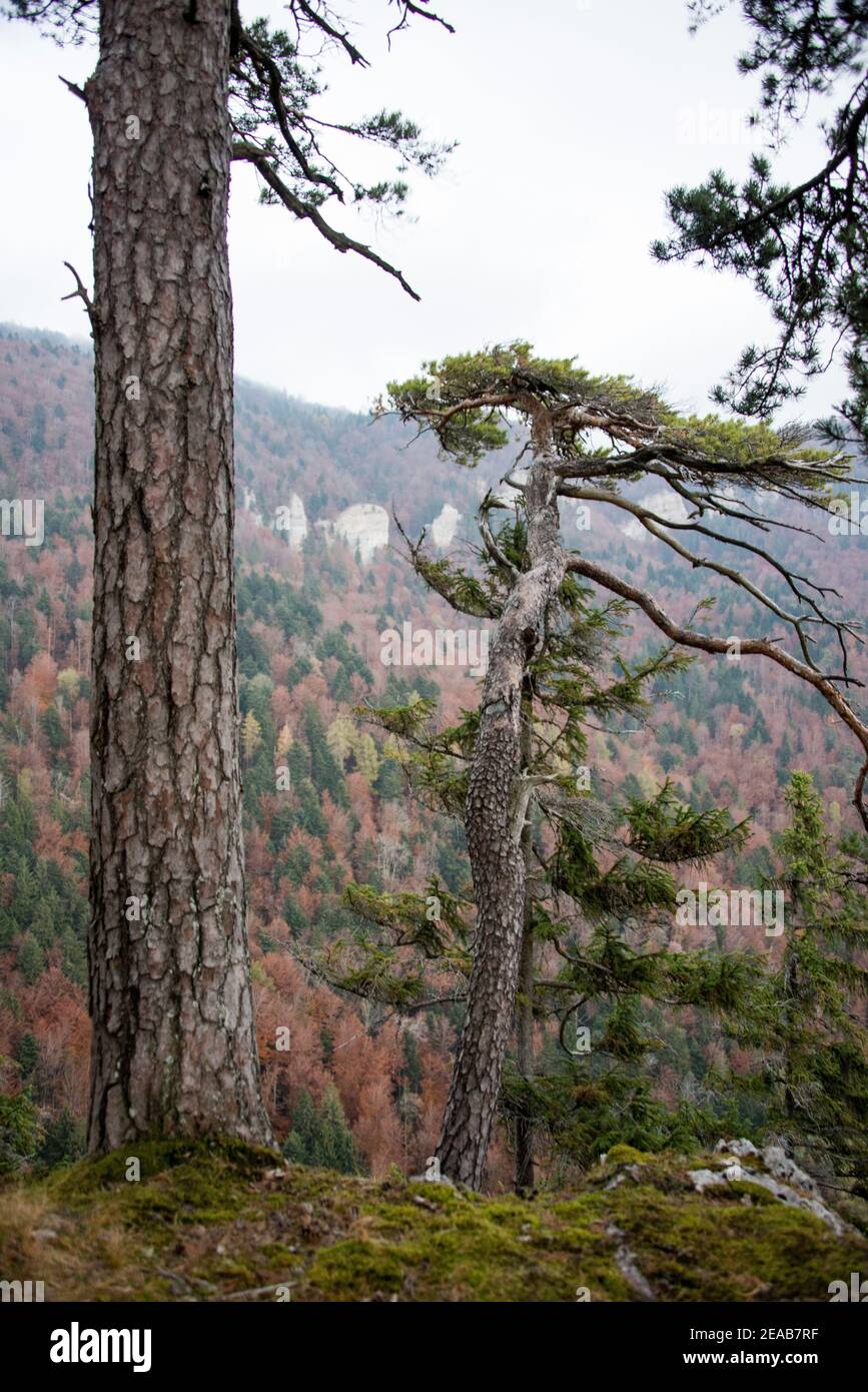 Tronco di pino in autunno Foto Stock
