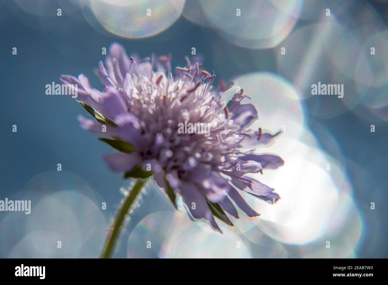Scabiosa con effetto bokeh Foto Stock