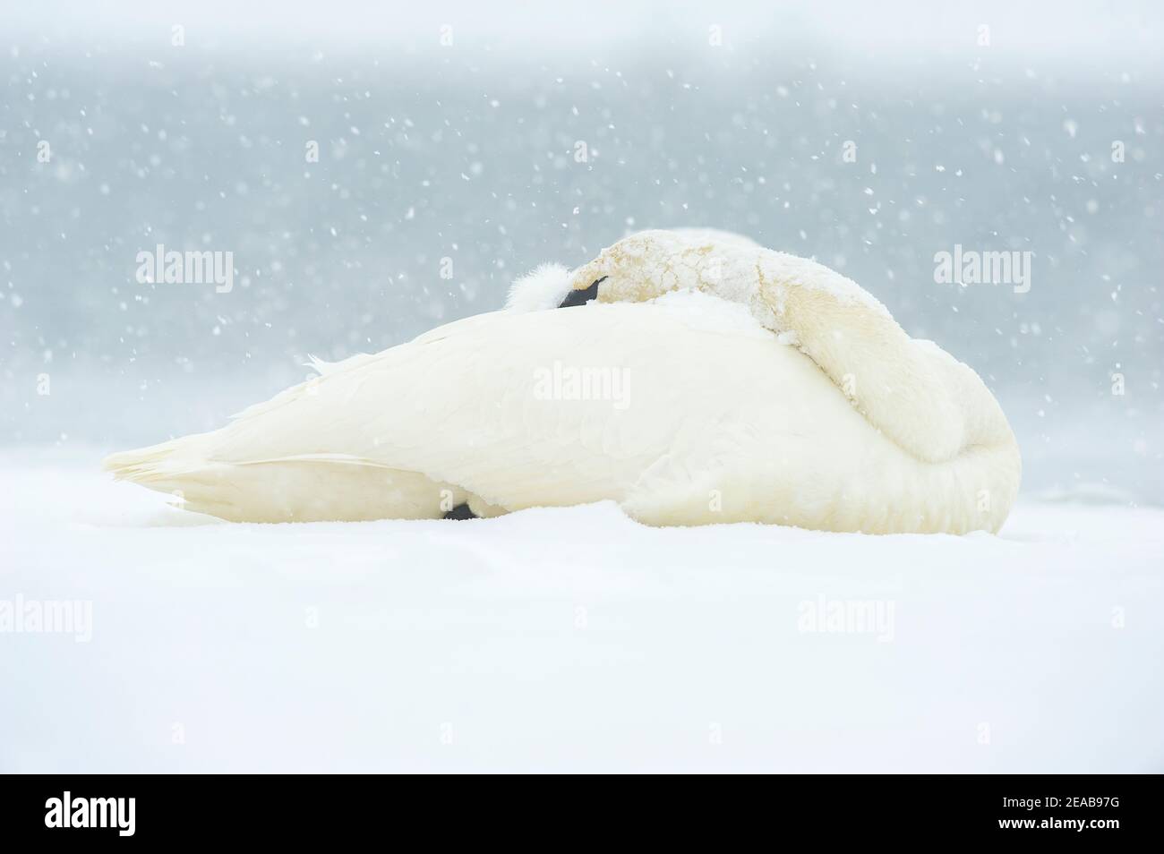 Il trombettista cigno a riposo su ghiaccio, la pista del Mississippi, metà inverno, USA, di Dominique Braud/Dembinsky Photo Assoc Foto Stock