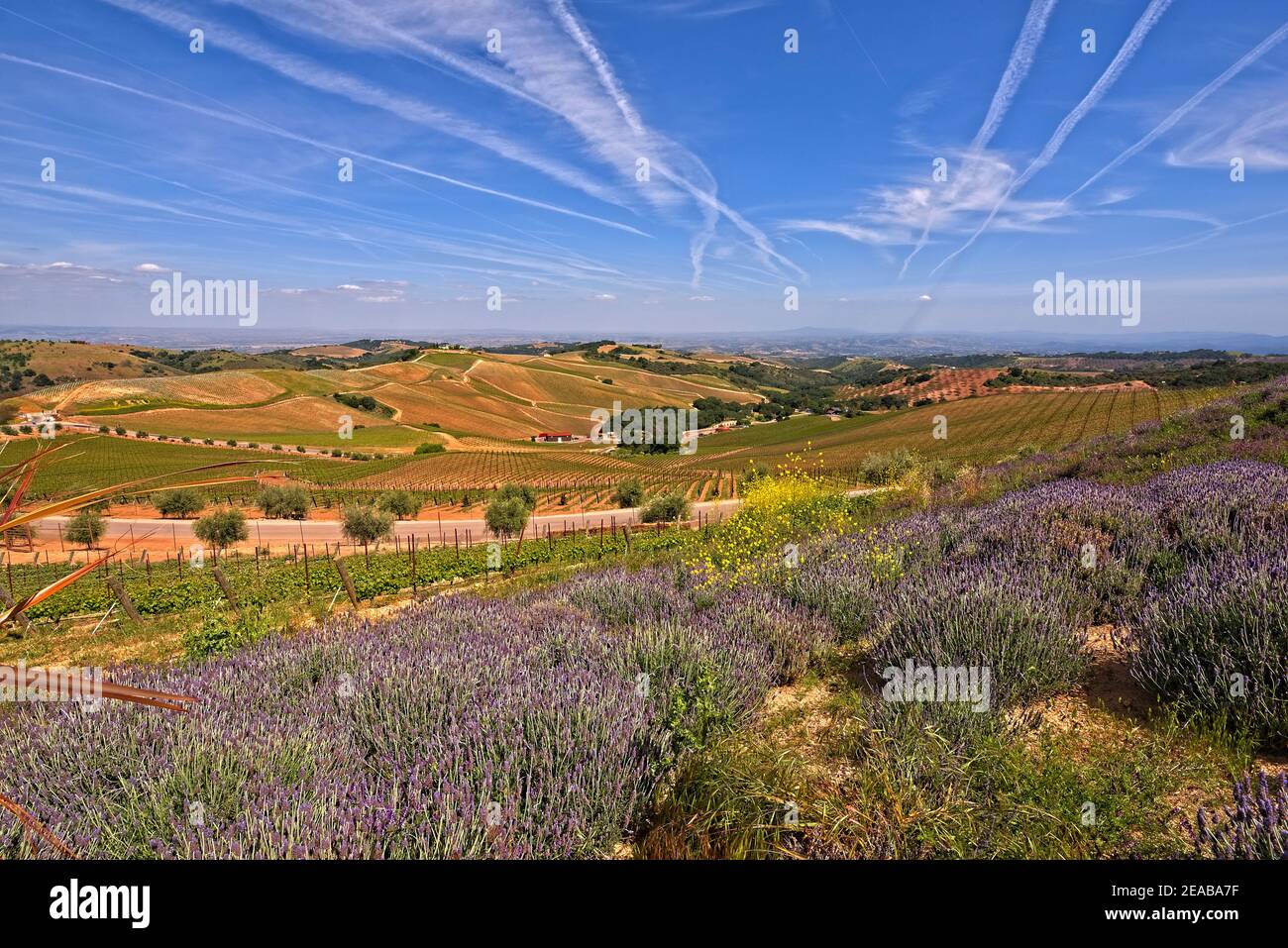 La regione del vino della California Foto Stock