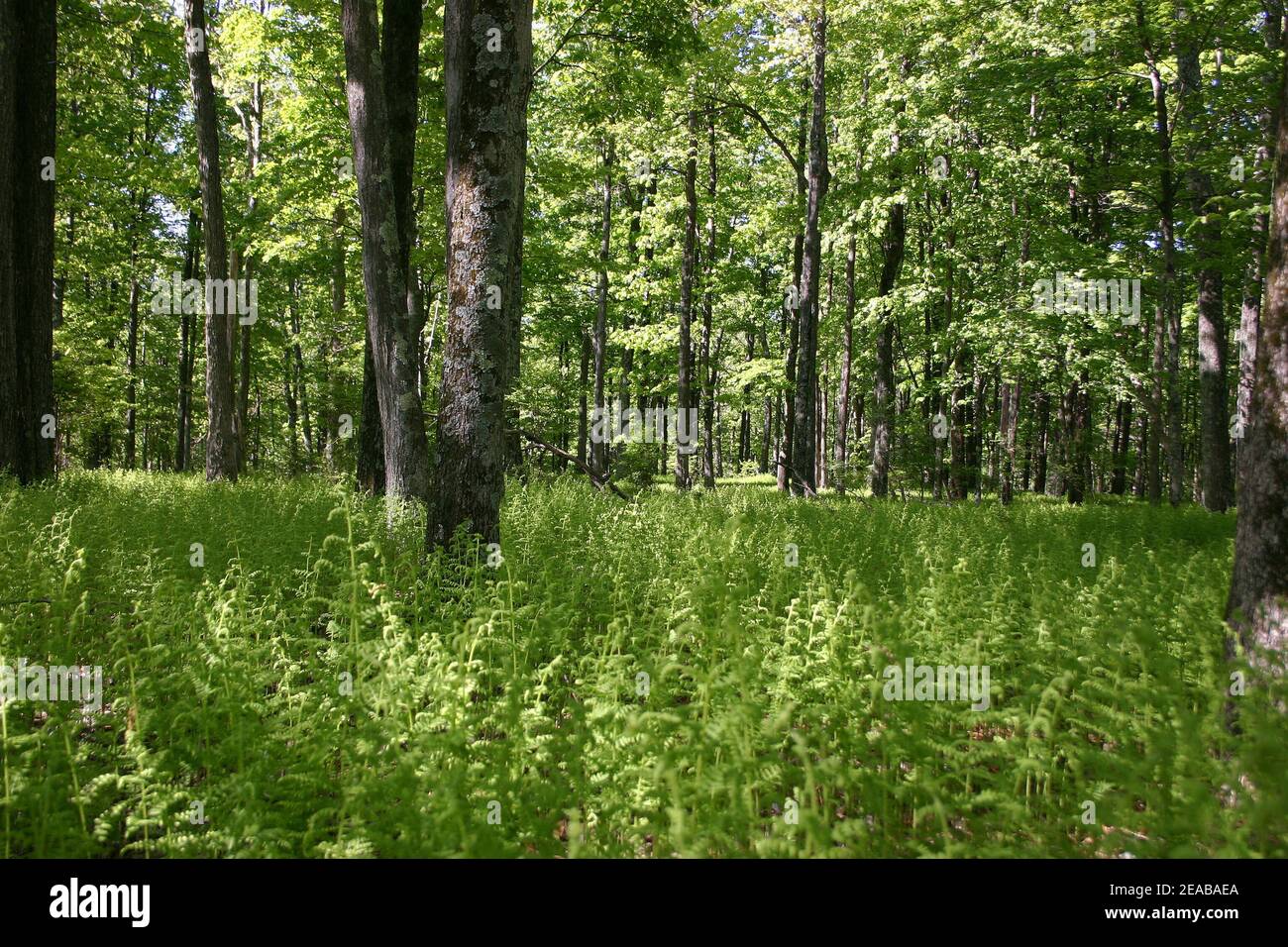 Foresta di Fern in Pocono Mountains, PA, Stati Uniti Foto Stock