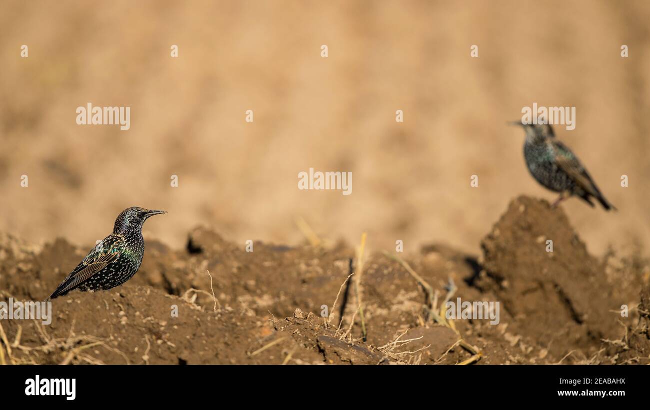 Starling europeo (Sturnus vulgaris) foraggio in terreni agricoli, Brandeburgo, Germania Foto Stock