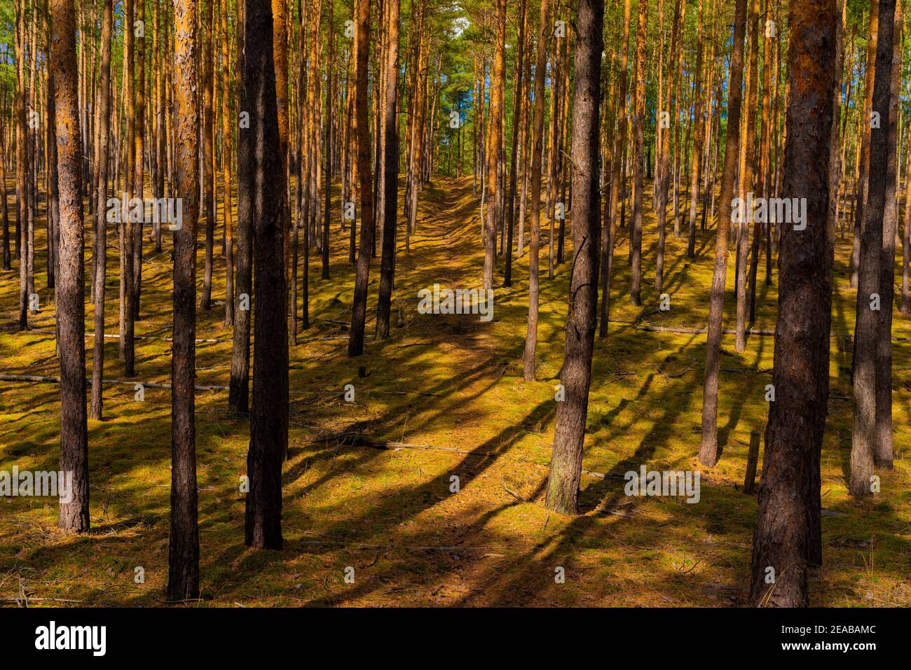 Pineta in estate in Germania, sentiero escursionistico stretto nel mezzo Foto Stock