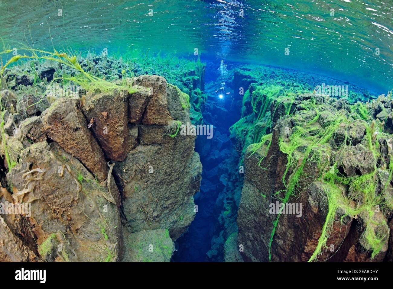 Silfra fessura, tuffatore nella fessura continentale Silfra, immersione tra i continenti, Thingvellir National Park, Islanda Silfra è una fessura, parte del confine tettonico divergente tra il Nord America e le placche eurasiane Foto Stock