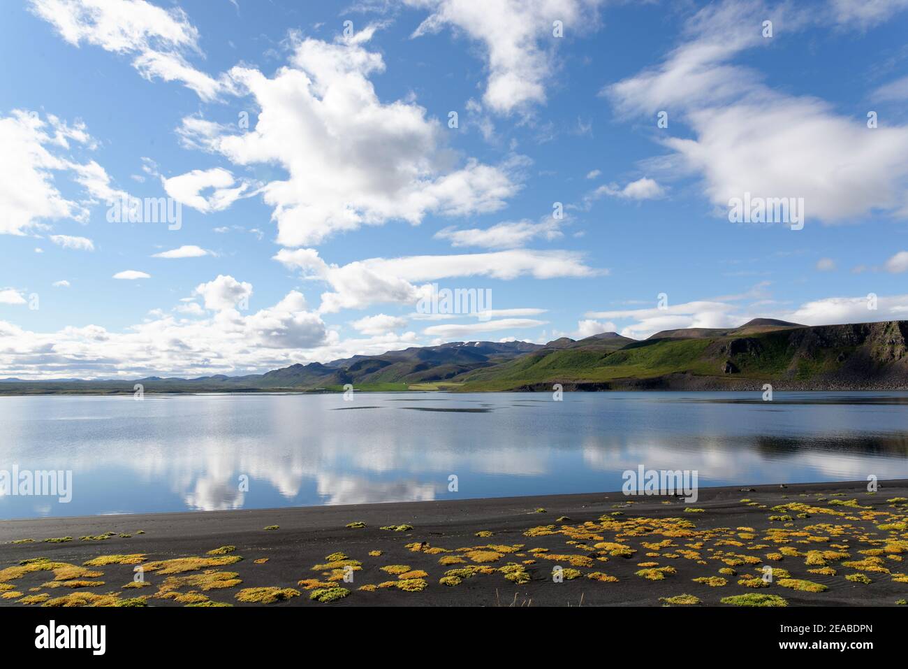 Piante tolleranti al sale (alifiti) nella baia vicino a Lonslon nel a nord dell'Islanda Foto Stock