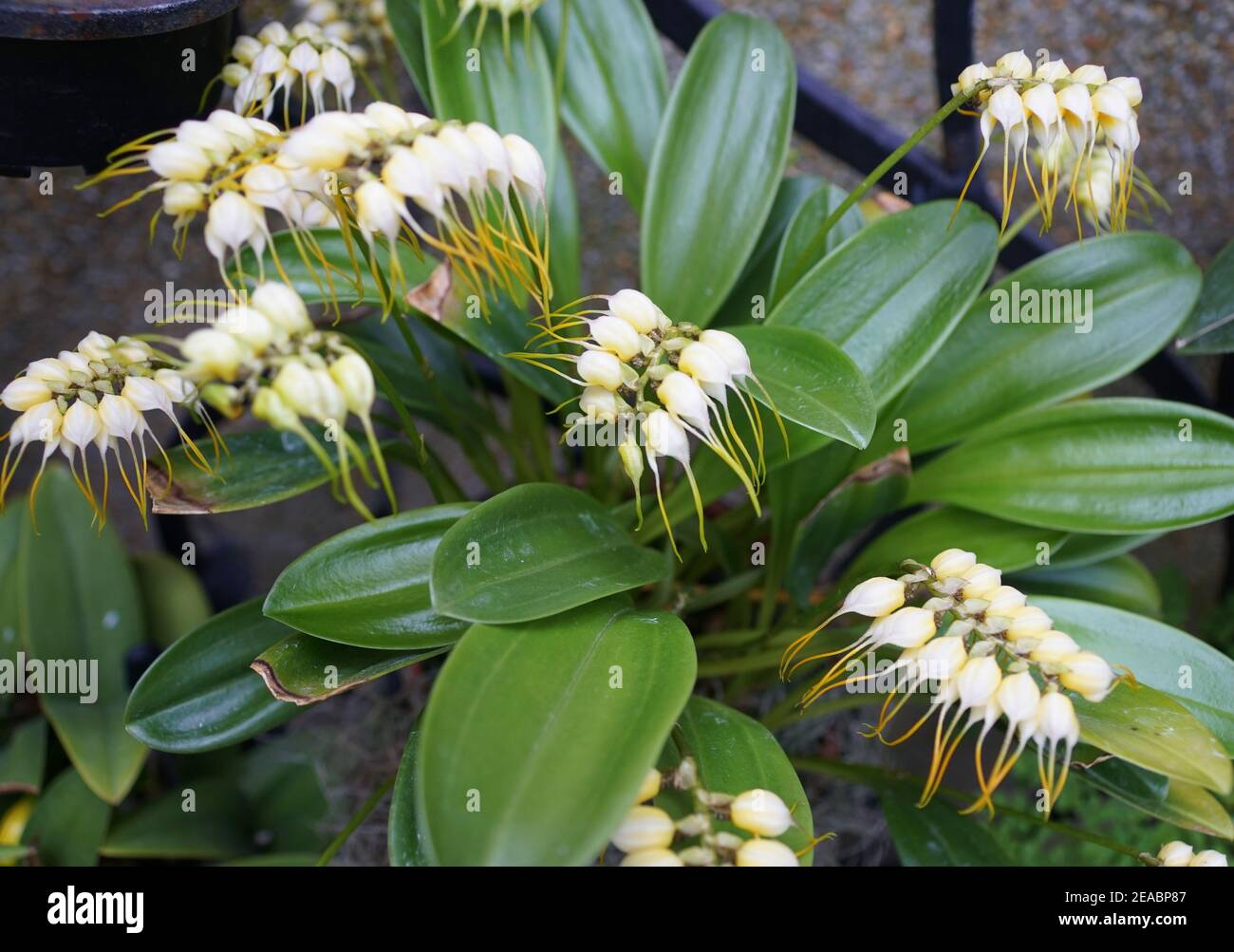 I piccoli ragni bianchi Miltoniopsis orchidee fiori Foto Stock
