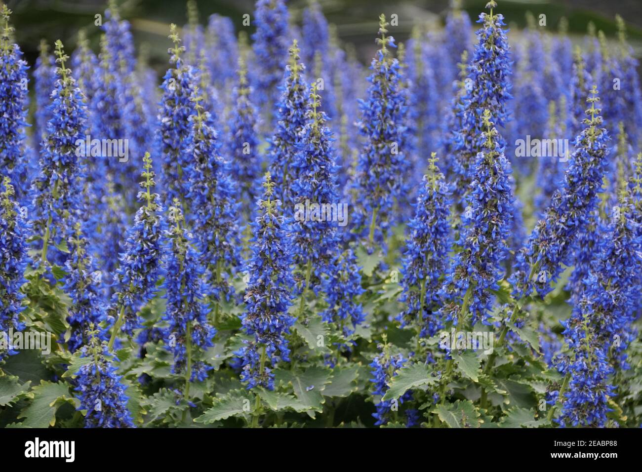 Pianta di coleo fiorito blu brillante, di specie di Plectranthus Foto Stock