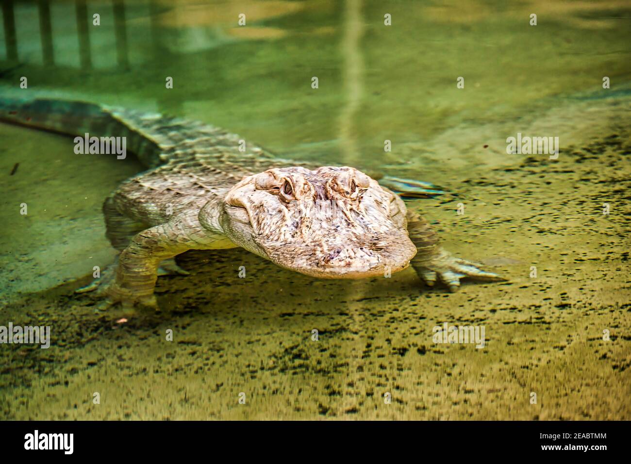 Un alligatore Albino che riposa in acqua a Jungle Island a Miami, Florida. Foto Stock