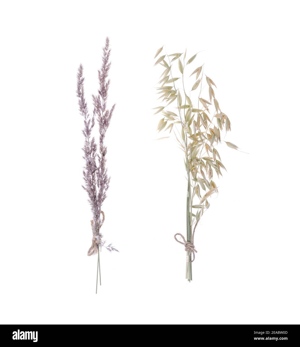 Rami secchi di erbe selvatiche isolate su sfondo bianco. Studio foto Foto Stock