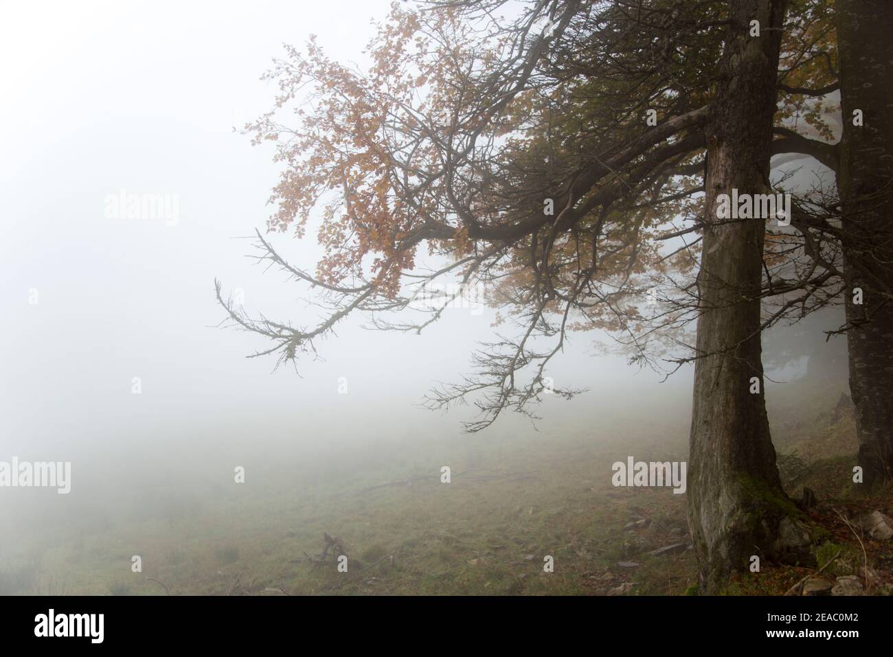 Albero nella nebbia Foto Stock
