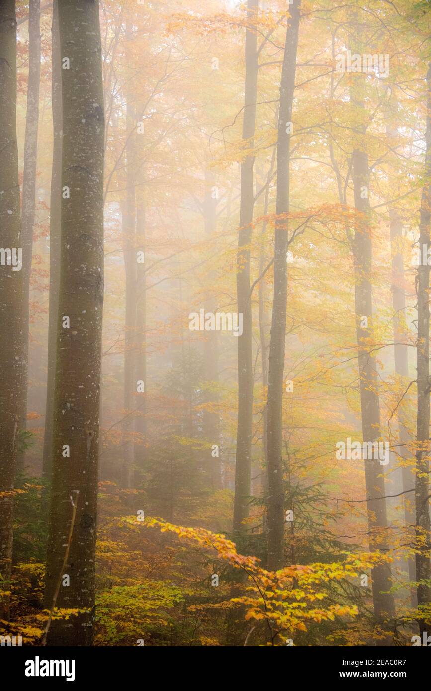 Foresta di autunno nella nebbia Foto Stock