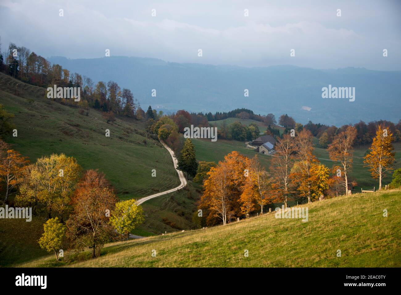 Sentiero escursionistico in autunno, Giura, Svizzera Foto Stock