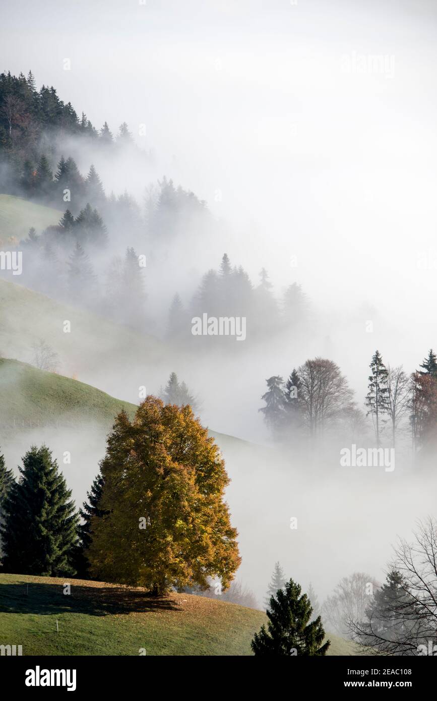 albero giallo sulla linea della nebbia Foto Stock