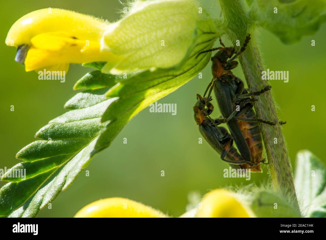 Fiore di ortica morto con scarabeo Foto Stock