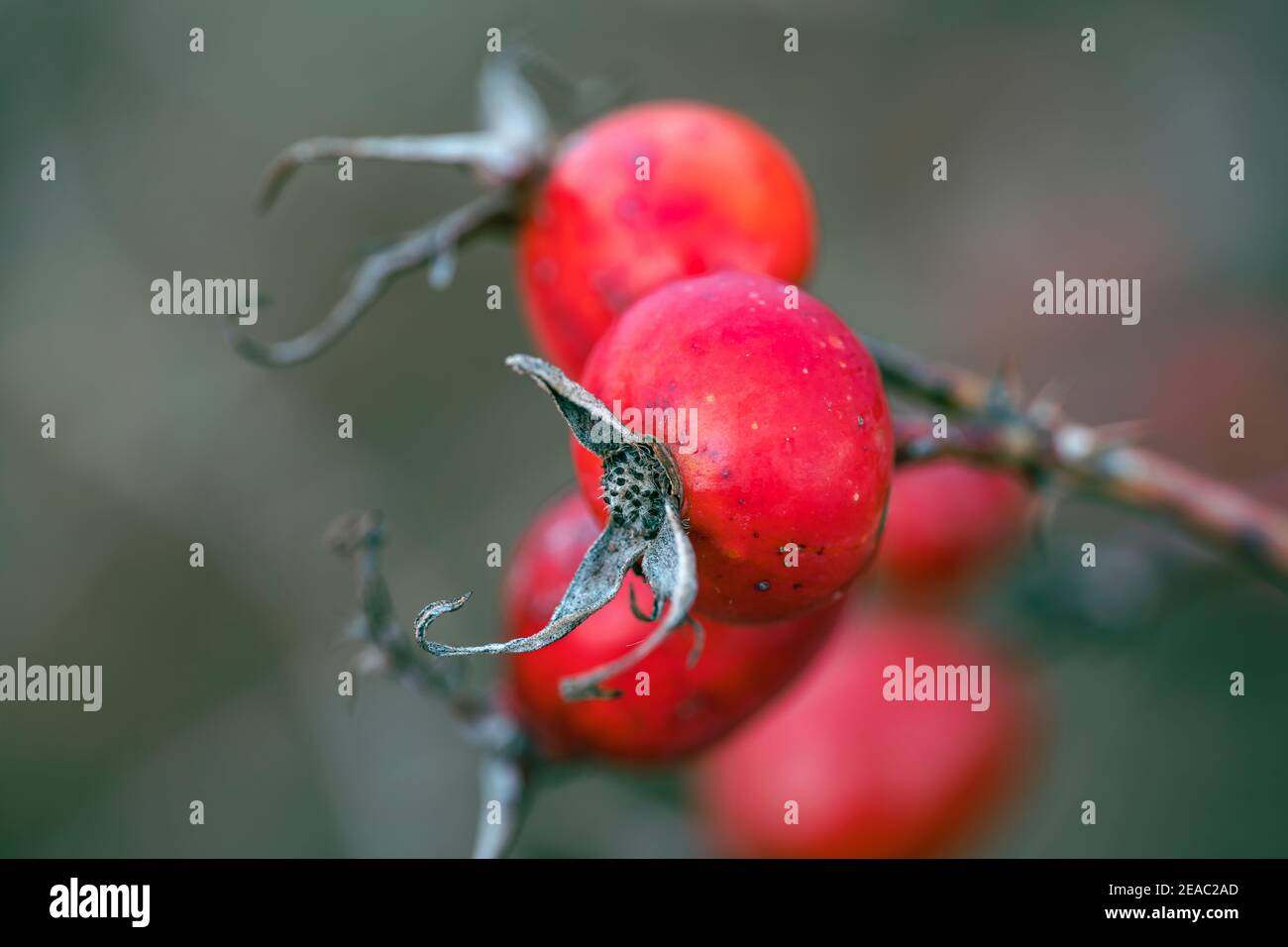 Rosa, noci comuni, macro, Baden-Wuerttemberg, Germania, Europa Foto Stock