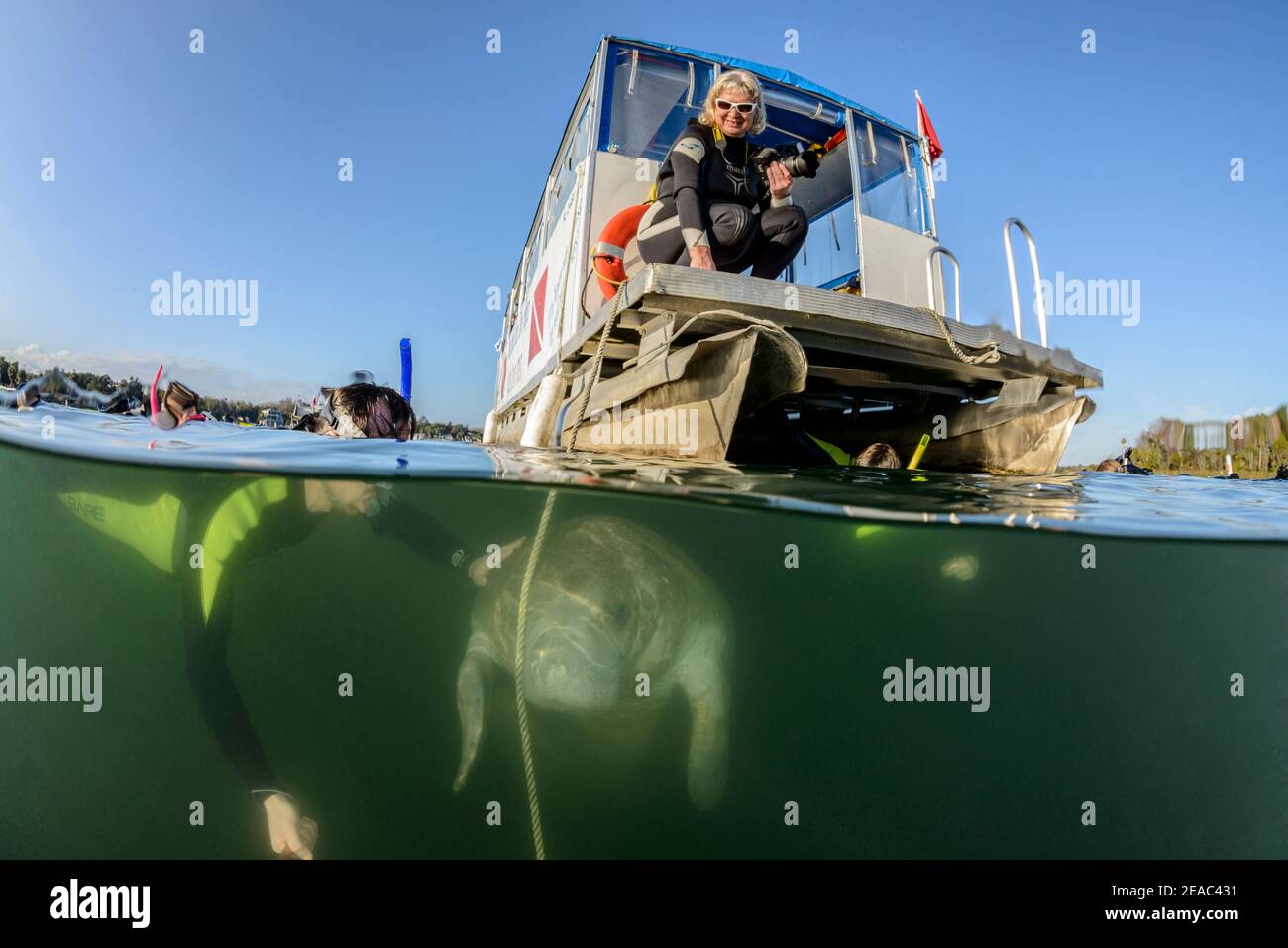 Manatee della Florida (Trichechus manatus latirostris) e snorkeler, mezzo colpo, Kings Bay, Crystal River, Citrus County, Florida, Stati Uniti Foto Stock