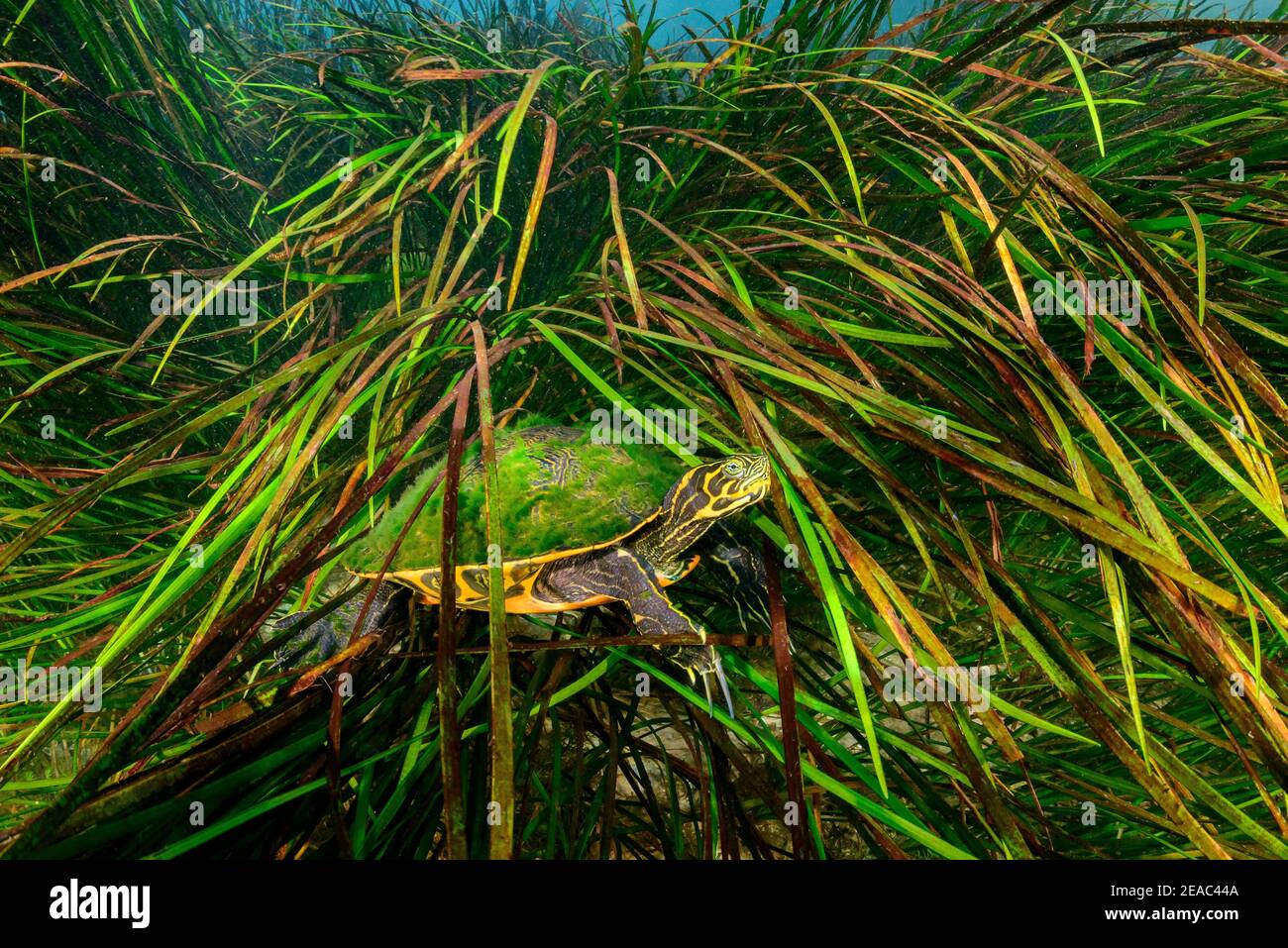 Tartaruga allevata in Florida comune (Pseudemys concinna floridana), sott'acqua tra piante, Rainbow River, Dunnellon, Marion County, Florida, USA Foto Stock