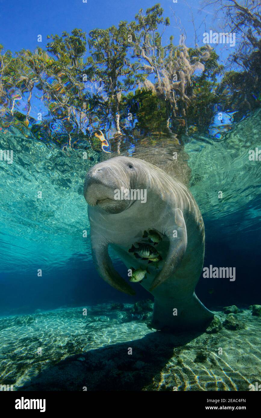 Manatee della Florida (Trichechus manatus latirostris), Three Sisters, Kings Bay, Crystal River, Citrus County, Florida, USA Foto Stock