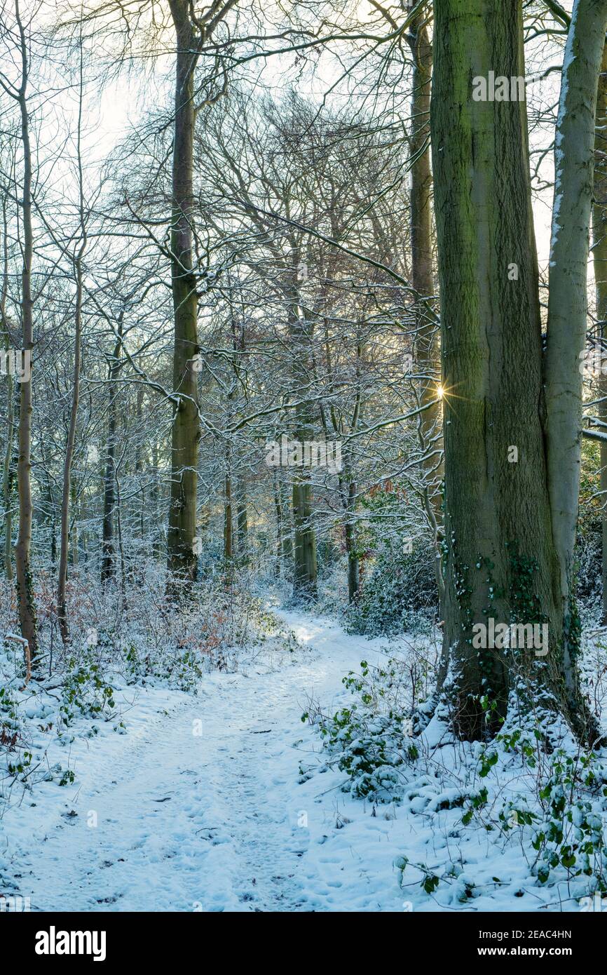Mattina luce del sole lungo un sentiero boschivo nella neve. Vicino a Chipping Norton, Cotswolds, Oxfordshire, Inghilterra Foto Stock