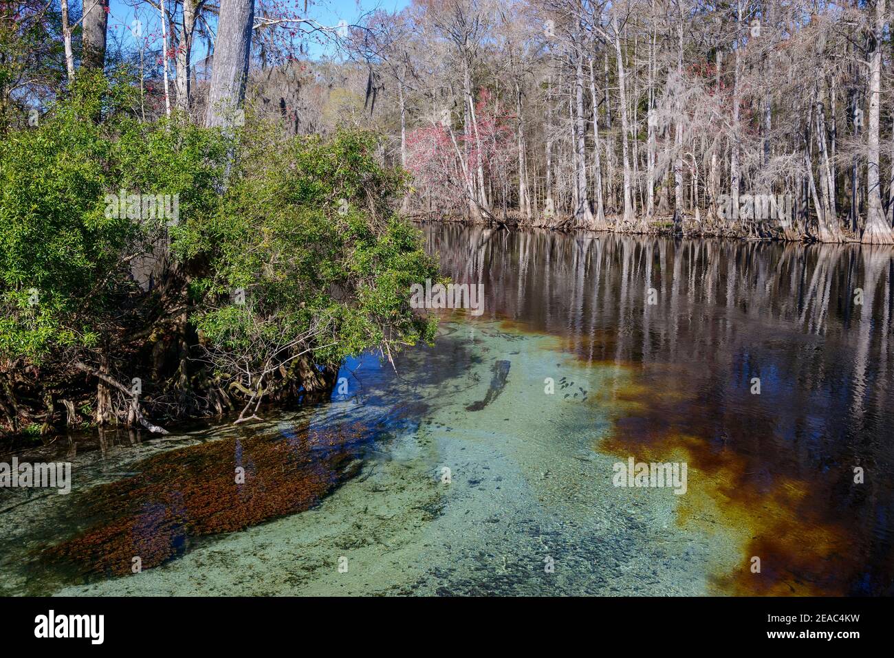 Fiume Santa Fe con tipico colore rosso-marrone dell'acqua, Ginnie Spring, High Springs, Gilchrist County, Florida, Stati Uniti Foto Stock Fiume Santa Fe con tipico colore rosso-marrone dell'acqua, Ginnie Spring, High Springs, Gilchrist County, Florida, Stati Uniti Foto Stock