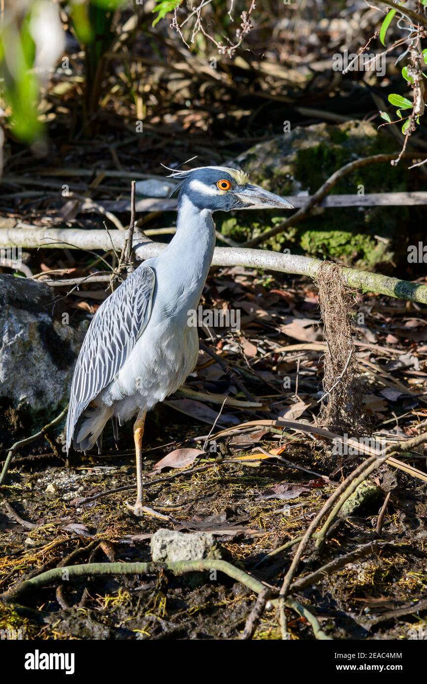 Crab Heron (Nyctanassa violacea), Ginnie Spring, High Springs, Gilchrist County, Florida, Stati Uniti Foto Stock