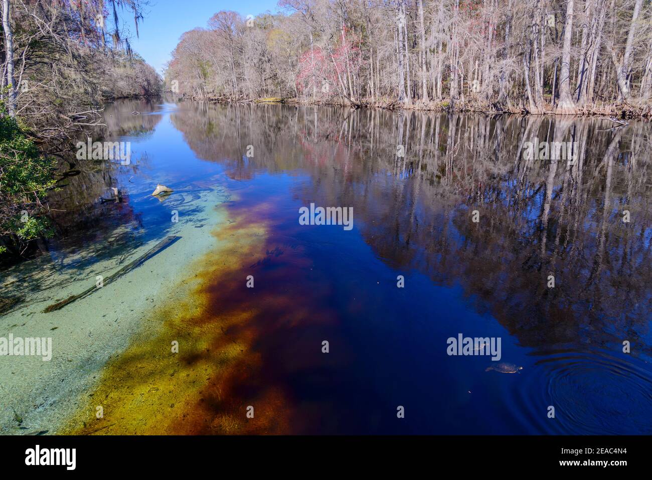 Fiume Santa Fe con tipico colore rosso-marrone dell'acqua, Ginnie Spring, High Springs, Gilchrist County, Florida, Stati Uniti Foto Stock Fiume Santa Fe con tipico colore rosso-marrone dell'acqua, Ginnie Spring, High Springs, Gilchrist County, Florida, Stati Uniti Foto Stock