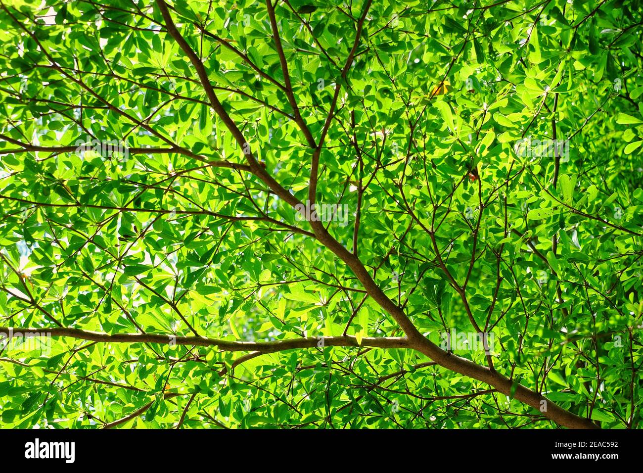 Un tiro a basso angolo di rami d'albero di terminalia con foglie verdi in una giornata di sole brillante. Foto Stock