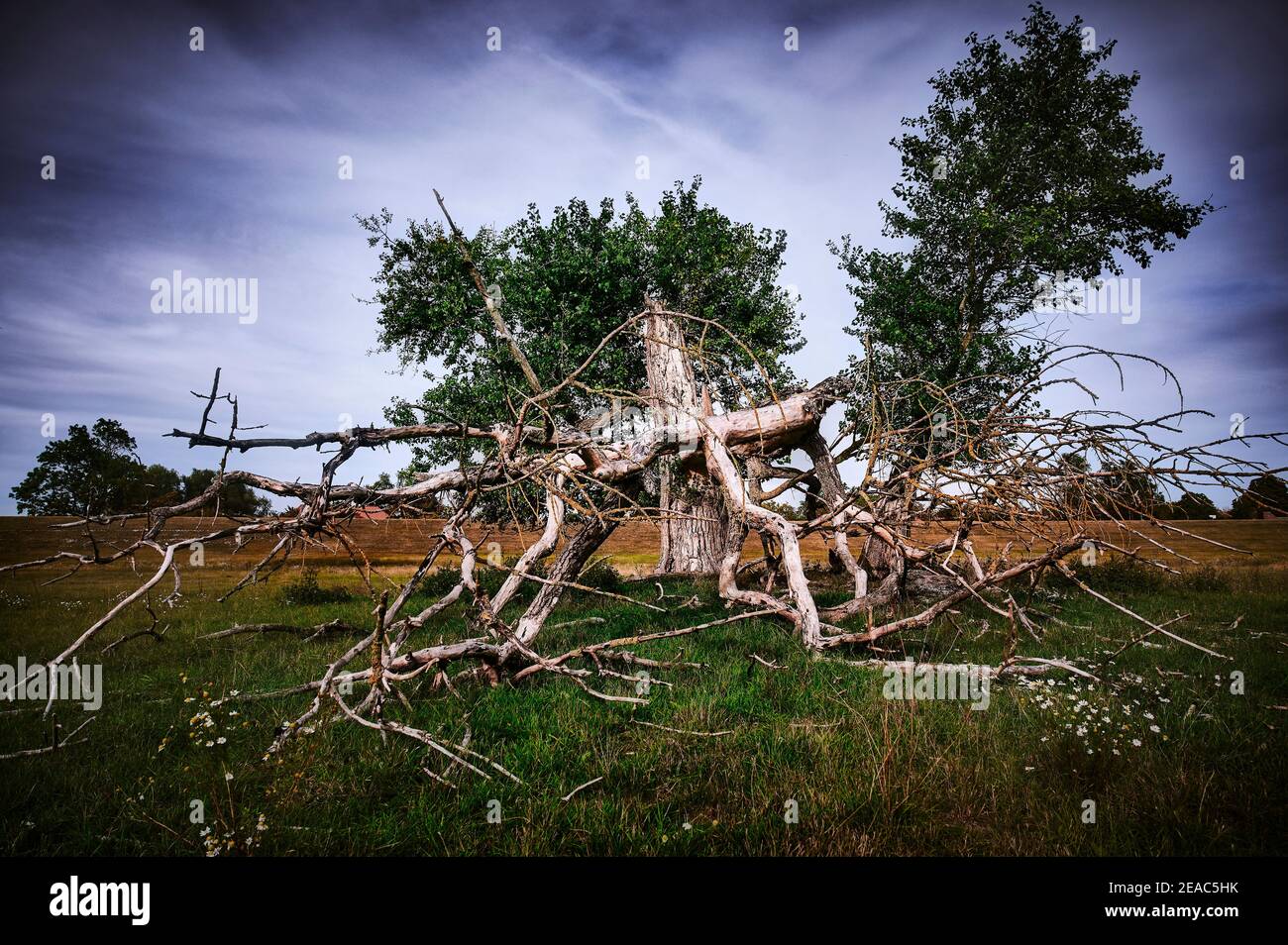 Pianura alluvionale della valle dell'Elba in bassa Sassonia, Germania, riserva di biosfera, scultura di alberi, umore misterioso Foto Stock