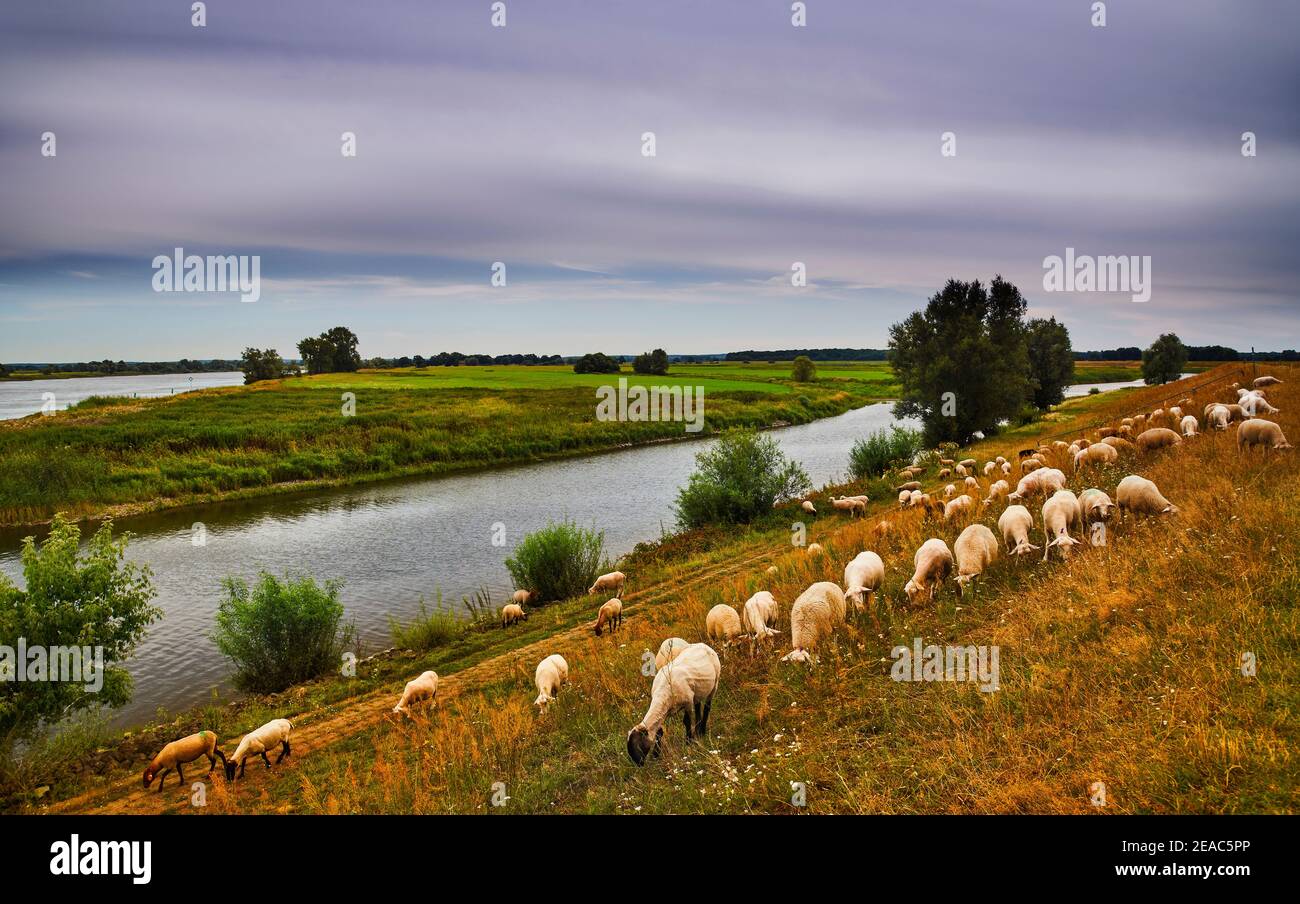Paesaggio fluviale, pianura alluvionale nella bassa Sassonia, Germania, riserva di biosfera, Radegast, gregge di pecore sulla diga di Radegaster Haken Foto Stock