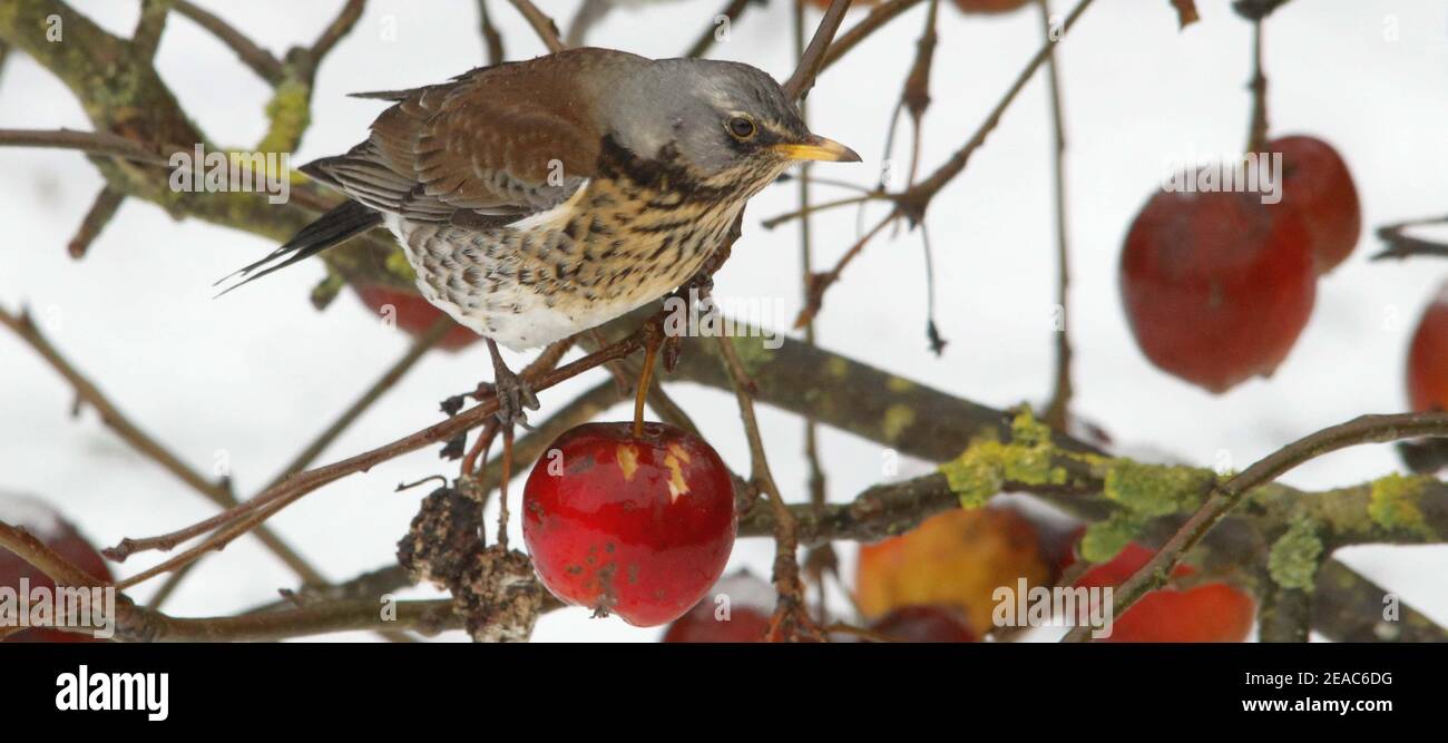 San Pietro Ording, Germania. 04Feb 2021. Un thrush ginepro si siede in un albero di mela non raccolto. Molti uccelli ci lasciano in autunno per trascorrere l'inverno nel sud. Gli uccelli che rimangono devono combattere la fame e il gelo in questo momento.(a dpa: 'Come gli uccelli sopravvivono gelidi fasi invernali') Credit: Wolfgang Runge/dpa/Alamy Live News Foto Stock