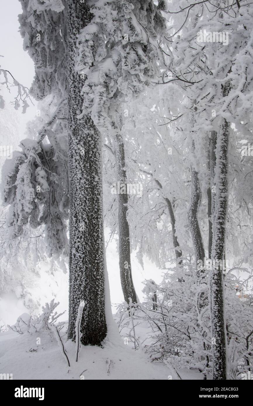 Inverno nel Giura, Svizzera Foto Stock