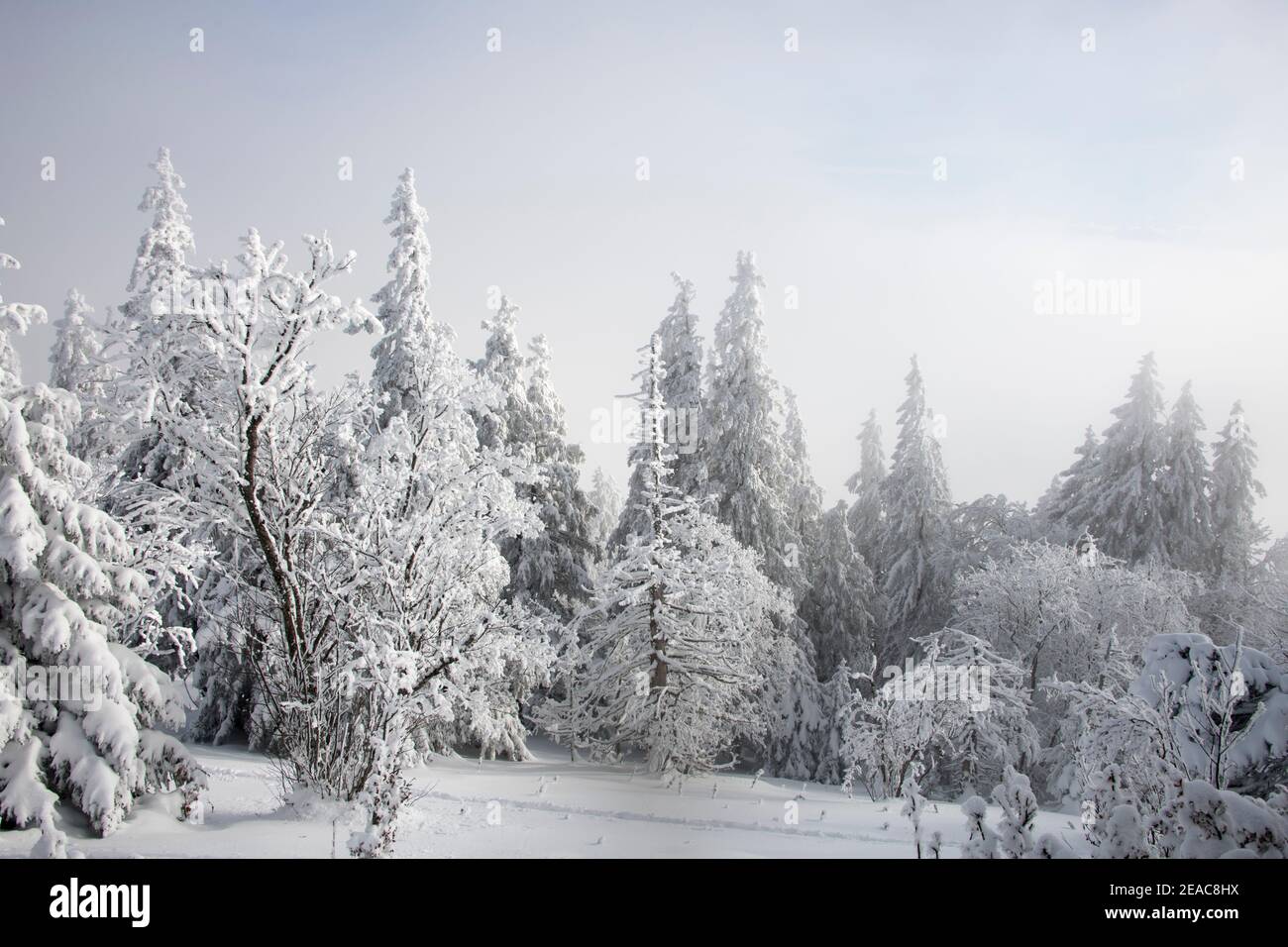 Inverno nel Giura, Svizzera Foto Stock