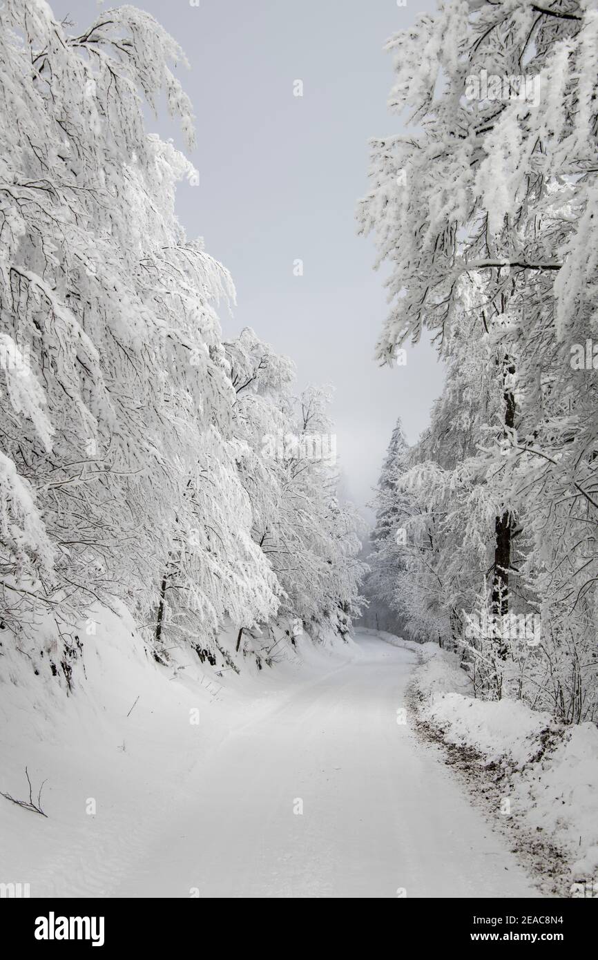 Inverno nel Giura, Svizzera Foto Stock