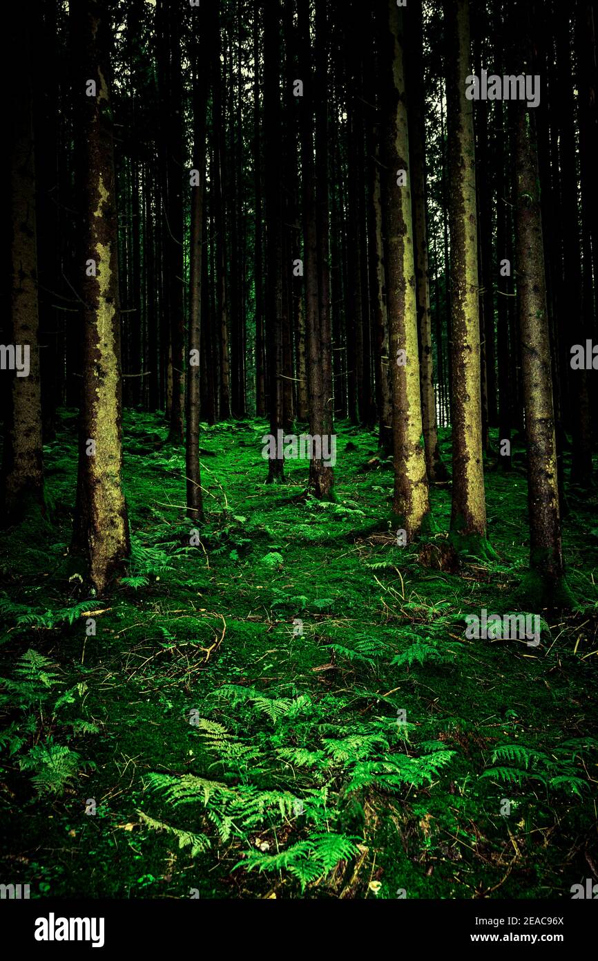 Foresta di abete scuro con felce sul pavimento della foresta Foto Stock