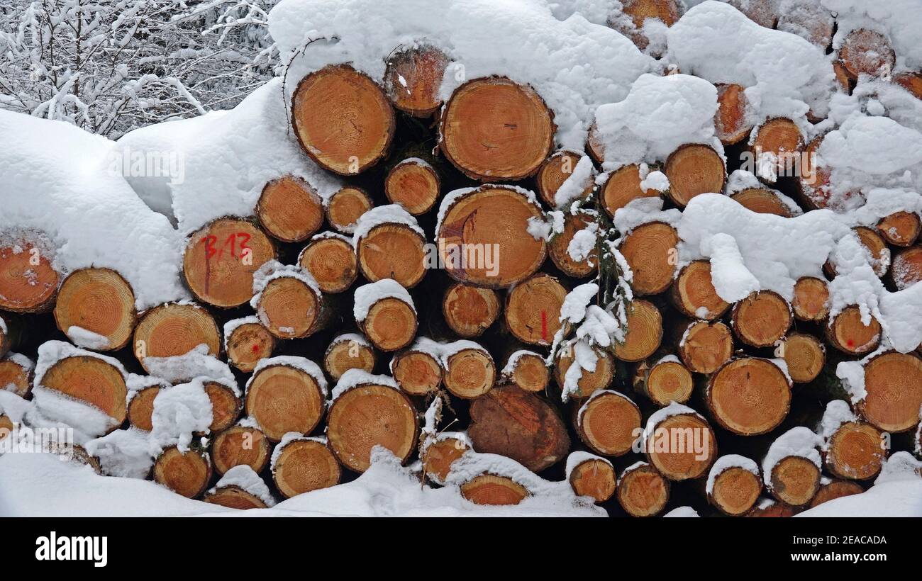 Pali di legno nella neve, Neunhäuser Wald vicino Greimerath, Hochwald, Saar-Hunsrück Parco Naturale, Renania-Palatinato, Germania Foto Stock