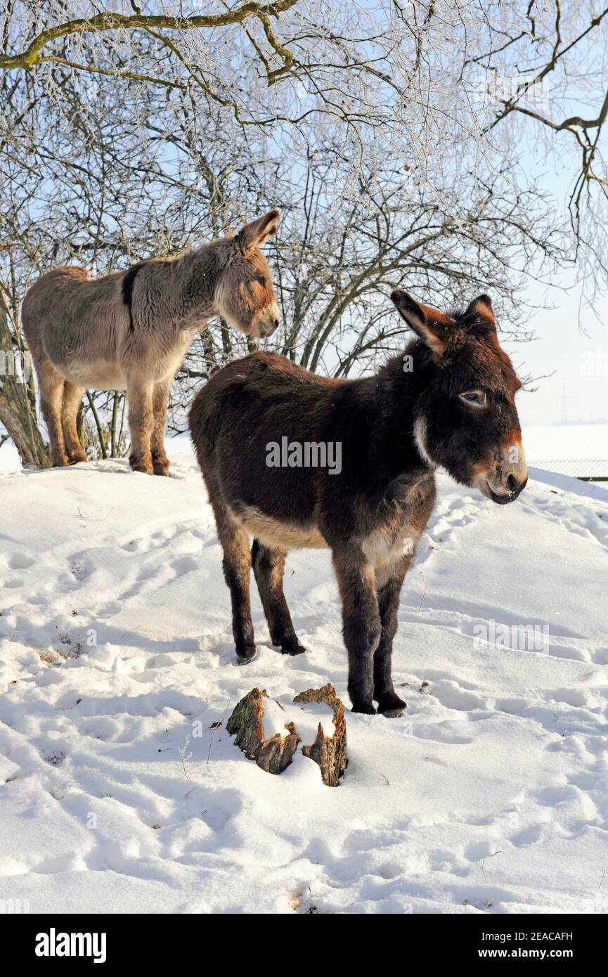 Due asini marroni e grigi sotto alberi di betulla ghiacciati un paddock di verricello Foto Stock