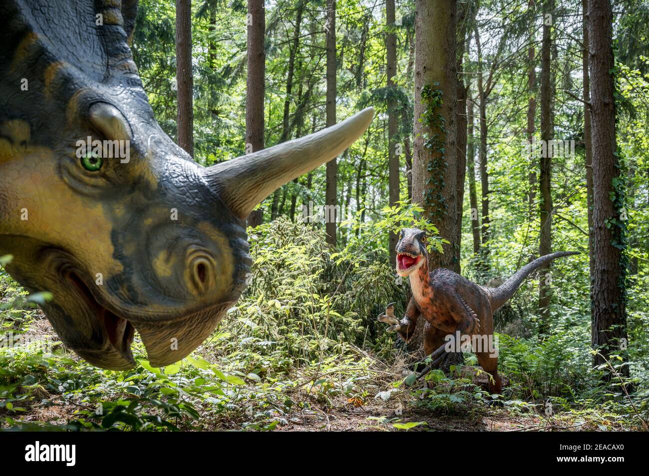 Modelli di dinosauro in Dinopark Münchehagen vicino ad Hannover, Deinonychus insegue Centrosaurus, periodo Cretaceo Foto Stock