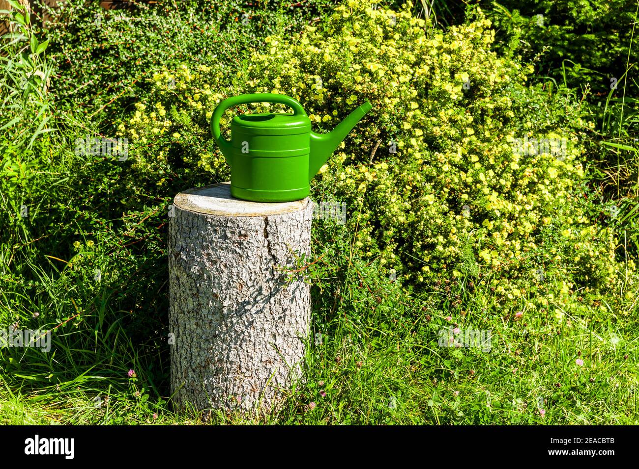Annaffiatoio verde in un giardino naturale Foto Stock