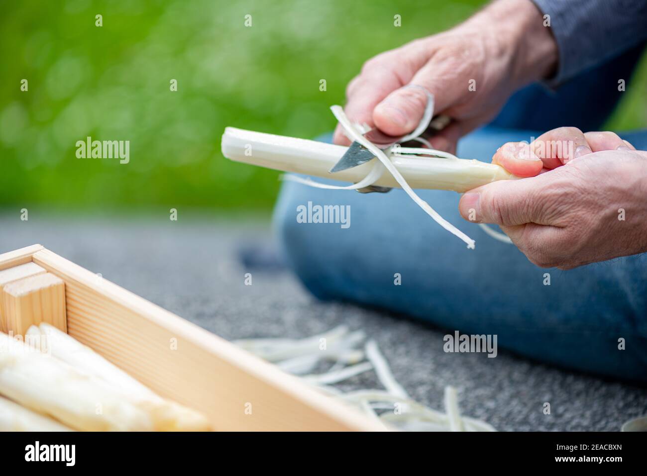 Gli asparagi vengono sbucciati con un pelatore di asparagi, movimento, mani Foto Stock